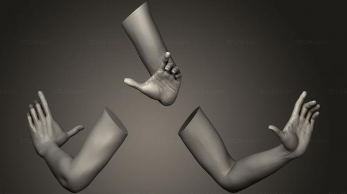 Анатомия скелеты и черепа (Поза женской руки 24, ANTM_0434) 3D модель для ЧПУ станка